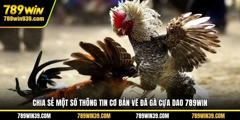 Chia sẻ một số thông tin cơ bản về đá gà cựa dao 789WIN