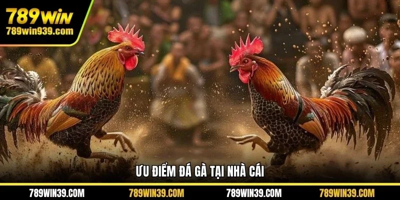 Ưu điểm đá gà tại nhà cái